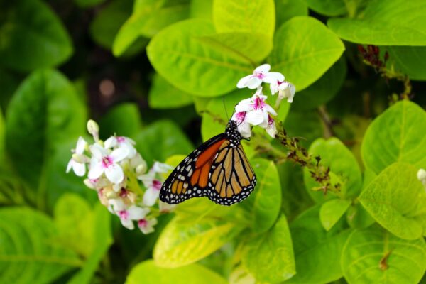 Photo Butterfly, nature