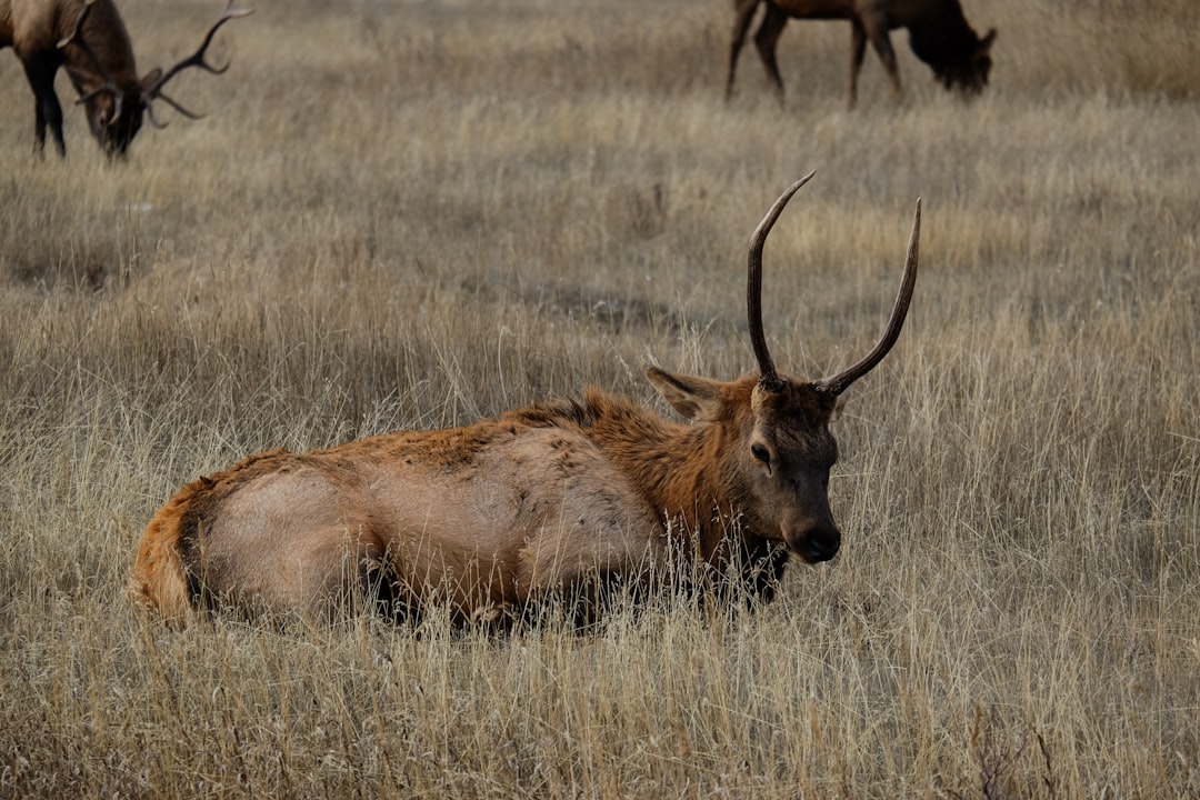 Photo Shiny Sawsbuck: Deerling, Antlers